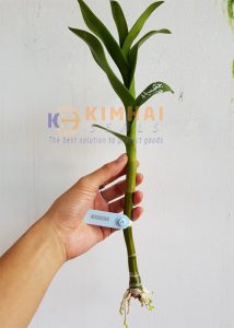 tem bảo hành hoa lan